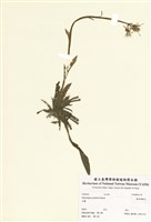 藏品(臺灣胡麻花)的圖片